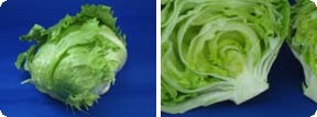 lettuce002.jpg